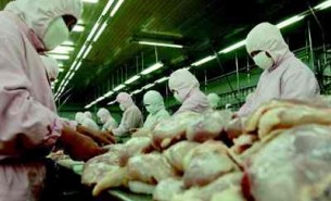 屠宰場實現整只雞快速稱重分選妙招