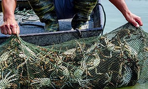 蟹苗繁殖基地種蟹拉開序幕-大閘蟹分選機提高產品溢價能力