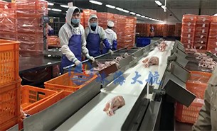 白條雞分揀機、整鴨分選機高效取代人工分揀，比人工快5倍