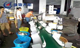 羅非魚自動分揀,水產漁業機械化生產的核心環節