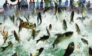 魚稱重分揀機_冷凍魚重量分選機_活魚自動分級設備價格/報價