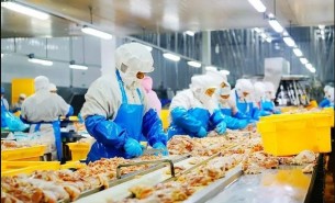 雞翅自動重量分選機_食品加工設備_精準分選