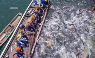 水產品行業青睞重量分選機的五大原因