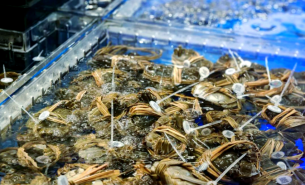 大閘蟹自動檢重秤｜水產品多級分選設備｜農產品智能分級解決方案