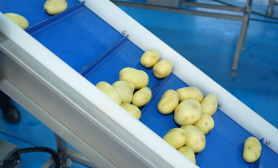 了解土豆自動分選機按重量分級及自動輸送至包裝工位詳情