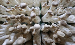 了解杏鮑菇配重機如何精準配重，推動杏鮑菇產業高效發展