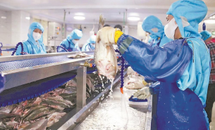 解析水產配重機如何實現水產產品精準配重及產業應用價值